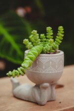 Zdjęcie rosliny doniczkowej Crassula marnieriana Hottentot, ujęcie 1