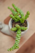 Zdjęcie rosliny doniczkowej Crassula marnieriana Hottentot, ujęcie 2