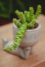 Zdjęcie rosliny doniczkowej Crassula marnieriana Hottentot, ujęcie 3