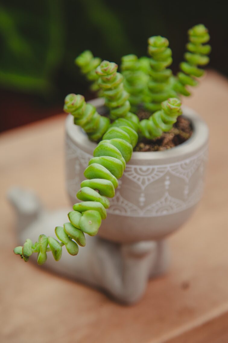 Zdjęcie rosliny doniczkowej Crassula marnieriana Hottentot, ujęcie 3