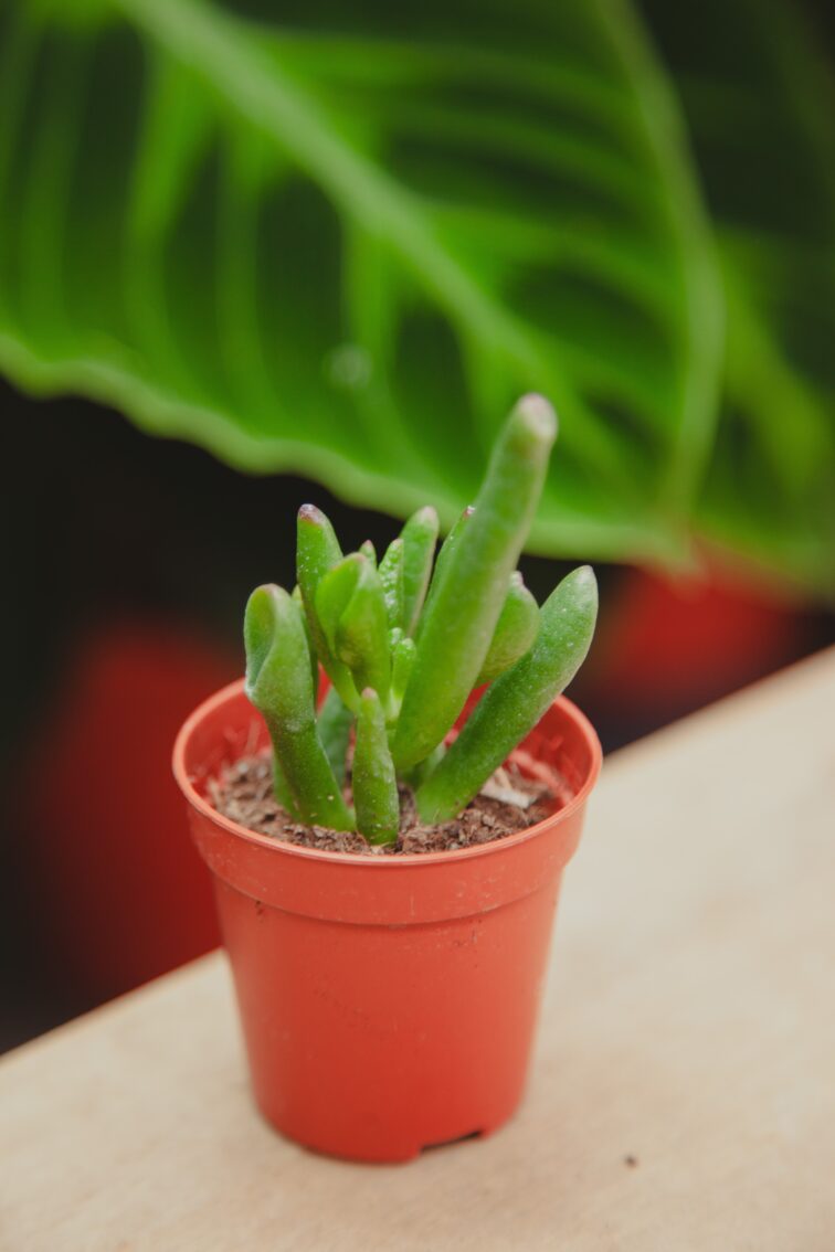 Zdjęcie rosliny doniczkowej Crassula ovata Gollum (Grubosz), ujęcie 1