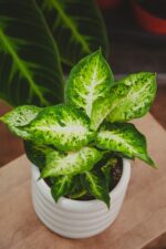 Zdjęcie rosliny doniczkowej Dieffenbachia-amy, ujęcie 1