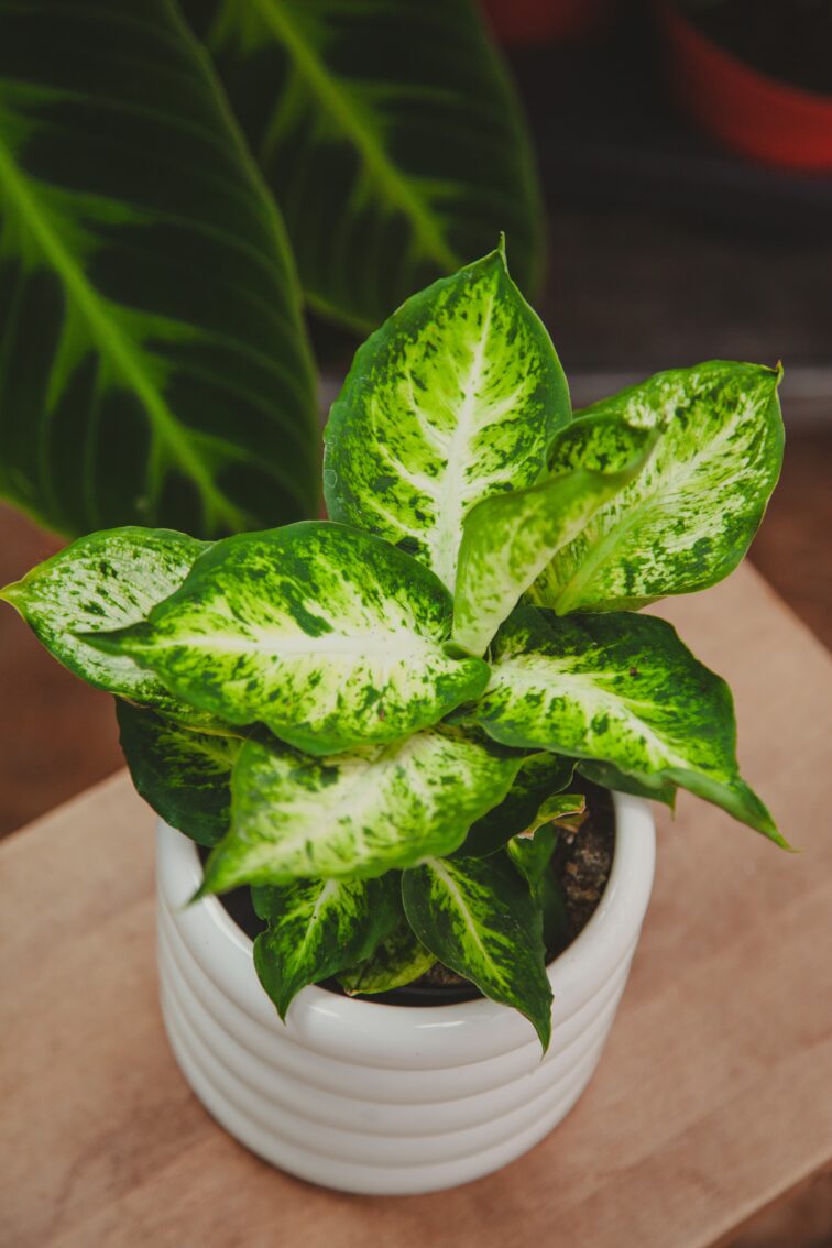 dieffenbachia-amy_12x30-1_1690013374.jpg Zdjęcie rosliny doniczkowej Dieffenbachia-amy, ujęcie 1