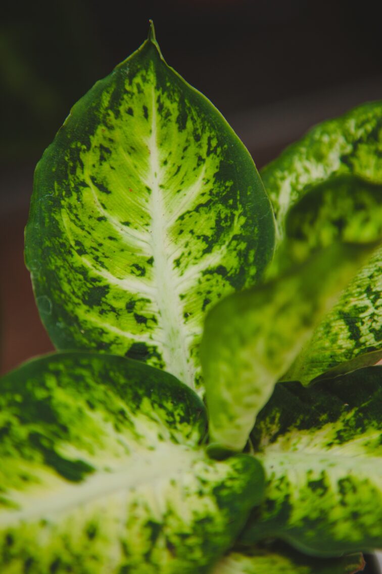 Zdjęcie rosliny doniczkowej Dieffenbachia-amy, ujęcie 2