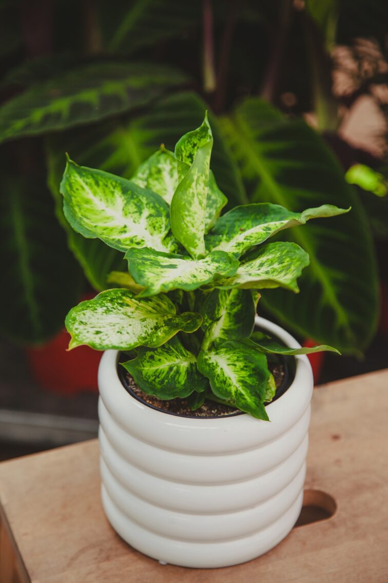 Zdjęcie rosliny doniczkowej Dieffenbachia-amy, ujęcie 3