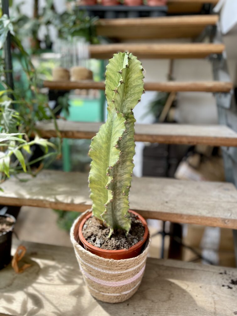 Zdjęcie rosliny doniczkowej Euphorbia marmorata, ujęcie 1