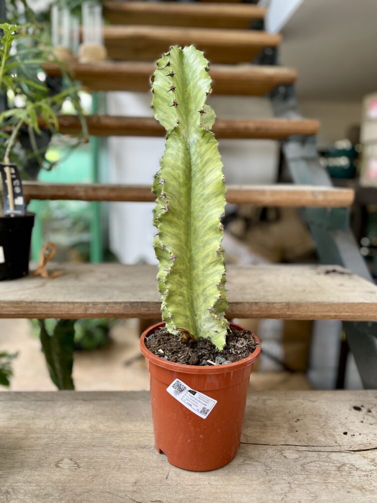 Zdjęcie rosliny doniczkowej Euphorbia marmorata, ujęcie 2