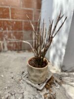 Zdjęcie rosliny doniczkowej Euphorbia platyclada, ujęcie 1