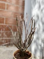 Zdjęcie rosliny doniczkowej Euphorbia platyclada, ujęcie 2