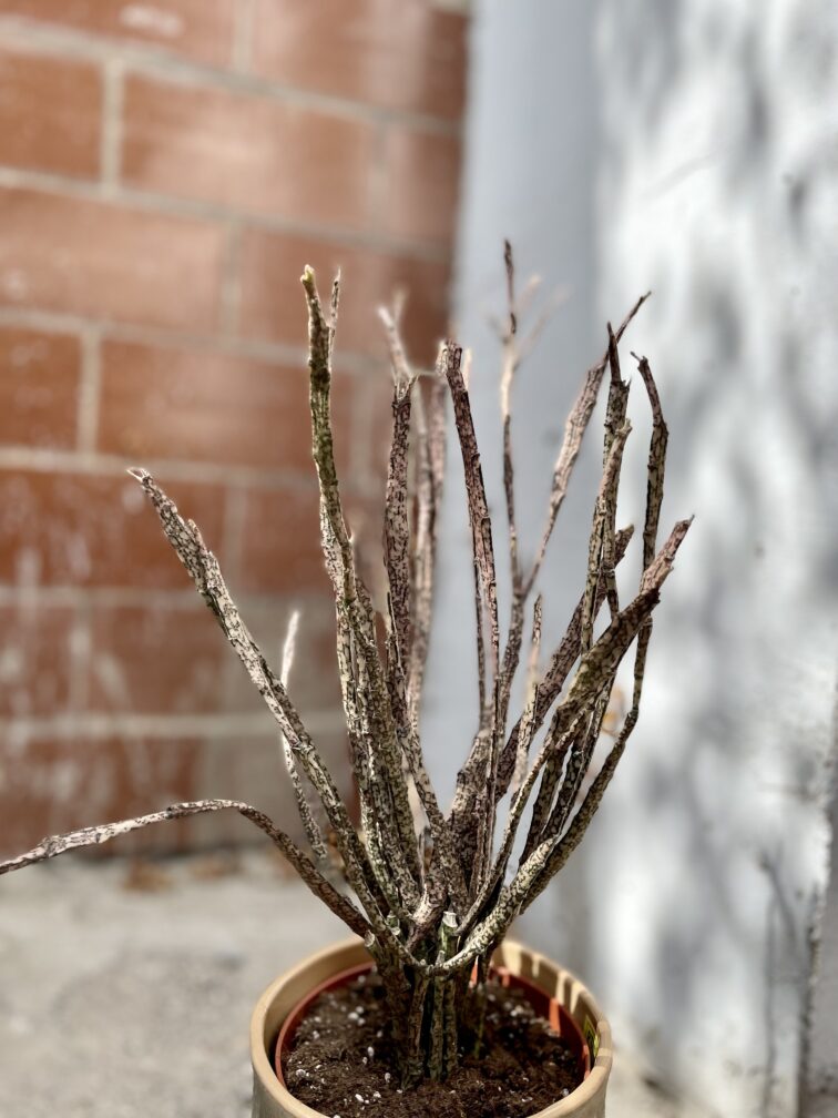Zdjęcie rosliny doniczkowej Euphorbia platyclada, ujęcie 2
