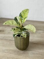 Zdjęcie rosliny doniczkowej Ficus elastica Moonshine, ujęcie 1