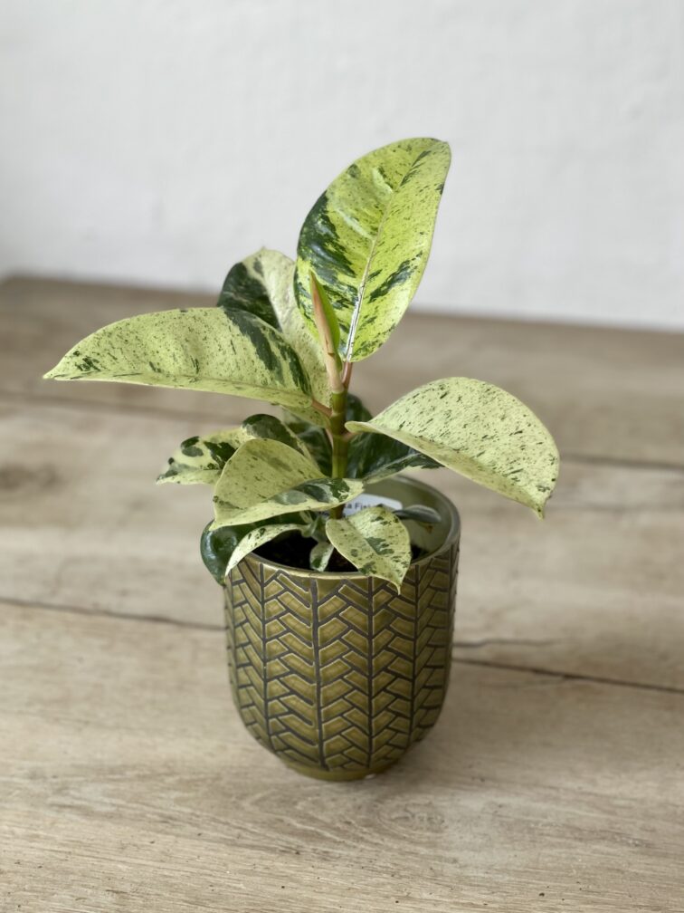 ficus-elastica-moonshine_9x20-1_1689412753.jpg Zdjęcie rosliny doniczkowej Ficus elastica Moonshine, ujęcie 1