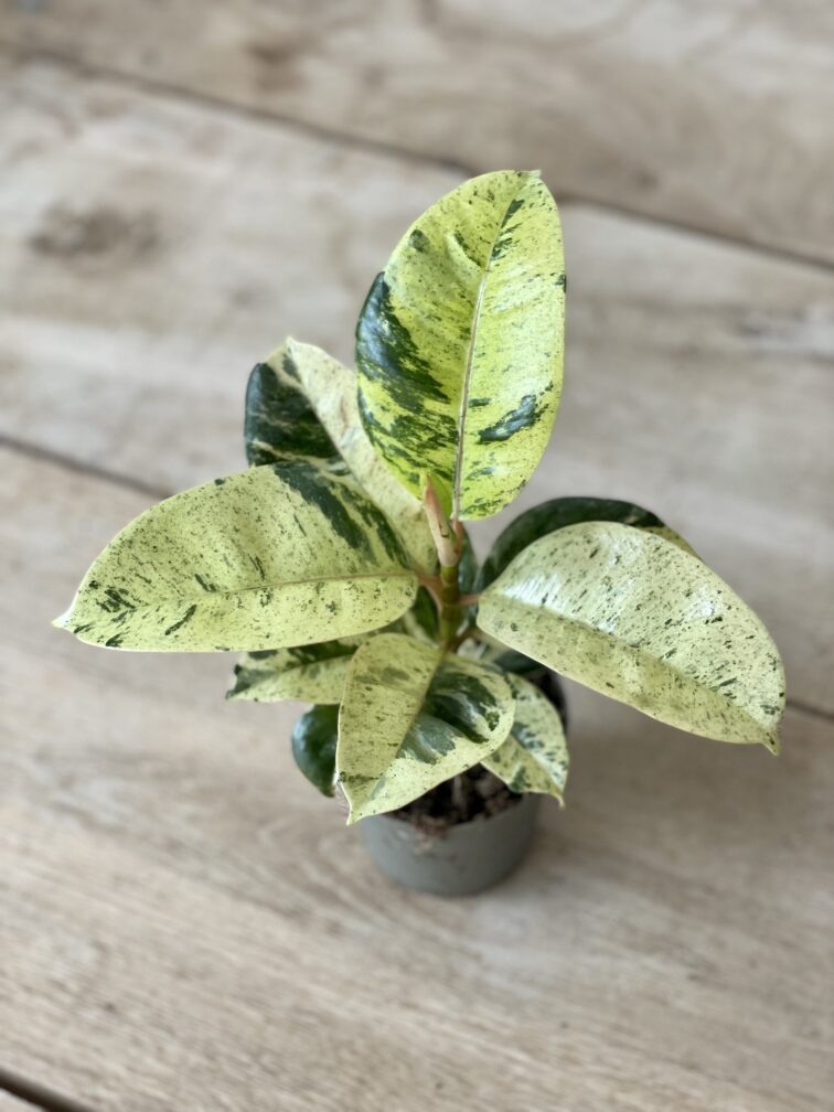 Zdjęcie rosliny doniczkowej Ficus elastica Moonshine, ujęcie 2
