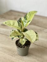 Zdjęcie rosliny doniczkowej Ficus elastica Moonshine, ujęcie 3