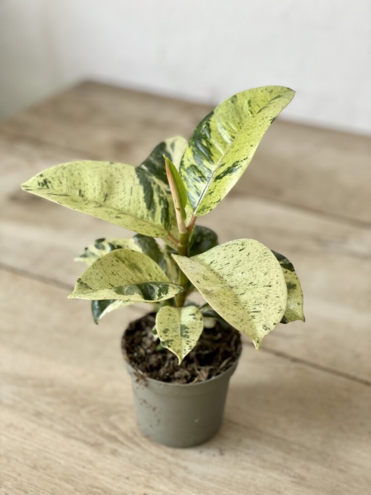 Zdjęcie rosliny doniczkowej Ficus elastica Moonshine, ujęcie 3