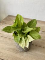 Zdjęcie rosliny doniczkowej Homalomena Lemon Lime, ujęcie 1