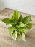 Zdjęcie rosliny doniczkowej Homalomena Lemon Lime, ujęcie 2
