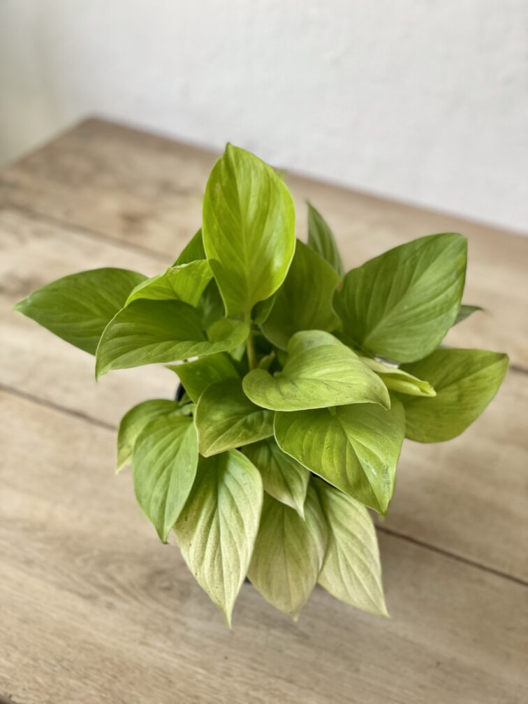 Zdjęcie rosliny doniczkowej Homalomena Lemon Lime, ujęcie 2