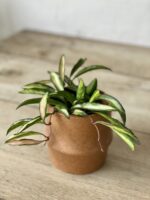 Zdjęcie rosliny doniczkowej Hoya wayetii (kentiana) variegata, ujęcie 1