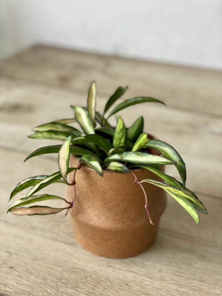 Zdjęcie rosliny doniczkowej Hoya wayetii (kentiana) variegata, ujęcie 1