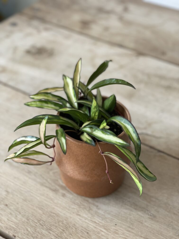Zdjęcie rosliny doniczkowej Hoya wayetii (kentiana) variegata, ujęcie 2