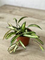 Zdjęcie rosliny doniczkowej Hoya wayetii (kentiana) variegata, ujęcie 3