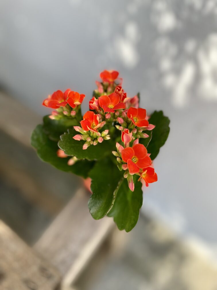 kalanchoe-riley_6x12-1_1690620631.jpg Zdjęcie rosliny doniczkowej Kalanchoe Riley (żyworódka), ujęcie 1