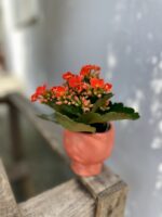Zdjęcie rosliny doniczkowej Kalanchoe Riley (żyworódka), ujęcie 2
