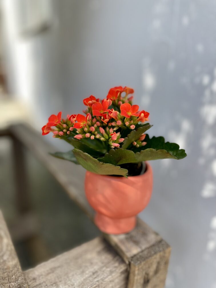 Zdjęcie rosliny doniczkowej Kalanchoe Riley (żyworódka), ujęcie 2