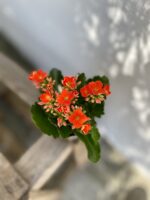 Zdjęcie rosliny doniczkowej Kalanchoe Riley (żyworódka), ujęcie 3
