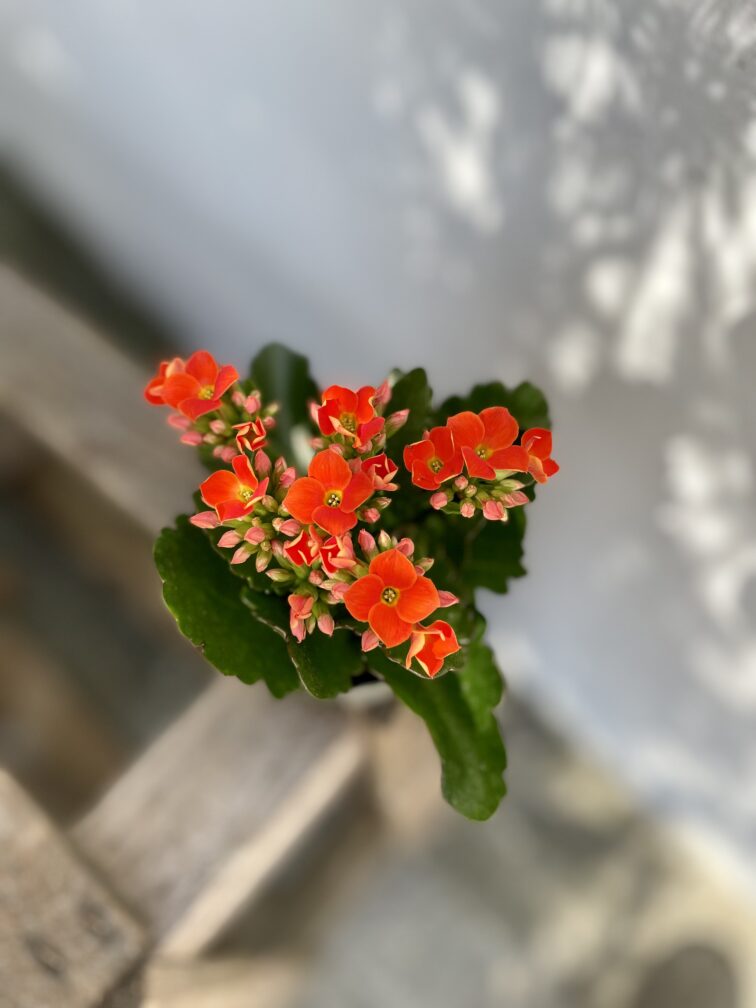 Zdjęcie rosliny doniczkowej Kalanchoe Riley (żyworódka), ujęcie 3