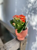 Zdjęcie rosliny doniczkowej Kalanchoe Riley (żyworódka), ujęcie 4