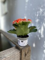 Zdjęcie rosliny doniczkowej Kalanchoe Riley (żyworódka), ujęcie 5