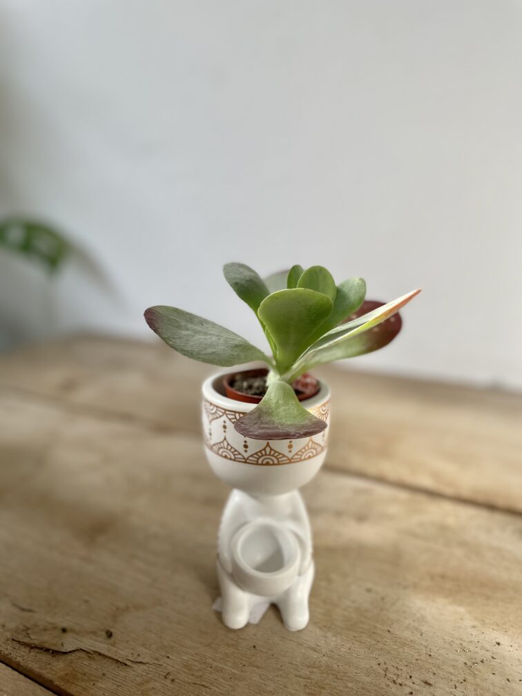 Zdjęcie rosliny doniczkowej Kalanchoe Thyrsiflora Red Lips, ujęcie 1