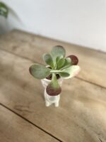 Zdjęcie rosliny doniczkowej Kalanchoe Thyrsiflora Red Lips, ujęcie 2