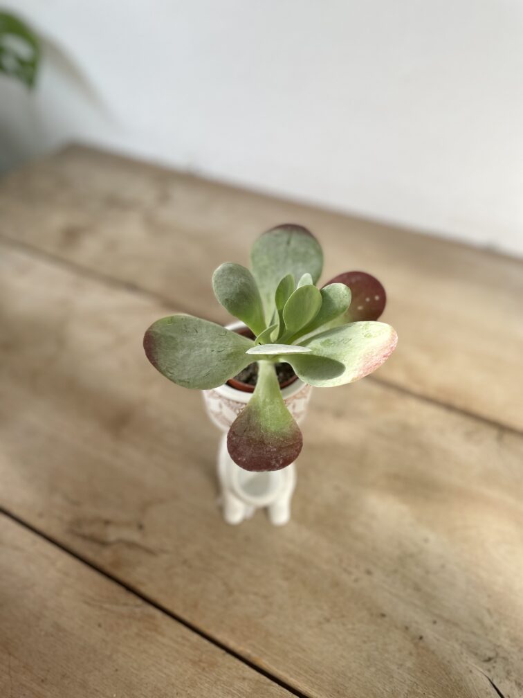 Zdjęcie rosliny doniczkowej Kalanchoe Thyrsiflora Red Lips, ujęcie 2