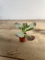Zdjęcie rosliny doniczkowej Kalanchoe Thyrsiflora Red Lips, ujęcie 3