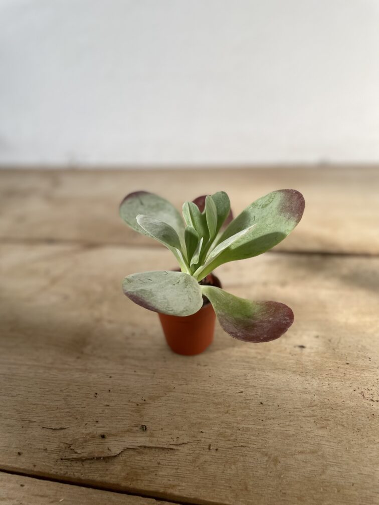 Zdjęcie rosliny doniczkowej Kalanchoe Thyrsiflora Red Lips, ujęcie 3
