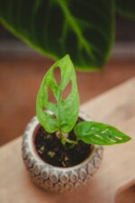 Zdjęcie rosliny doniczkowej Monstera Adansonii Mint, ujęcie 1