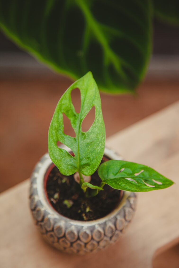 Zdjęcie rosliny doniczkowej Monstera Adansonii Mint, ujęcie 1