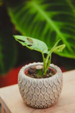 Zdjęcie rosliny doniczkowej Monstera Adansonii Mint, ujęcie 2