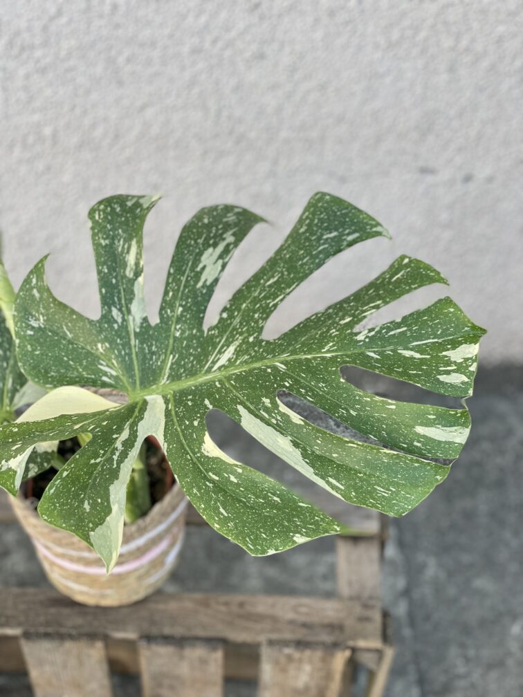 Zdjęcie rosliny doniczkowej Monstera Thai Constellation, ujęcie 1