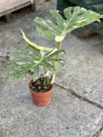 Zdjęcie rosliny doniczkowej Monstera Thai Constellation, ujęcie 2