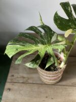 Zdjęcie rosliny doniczkowej Monstera Thai Constellation, ujęcie 3