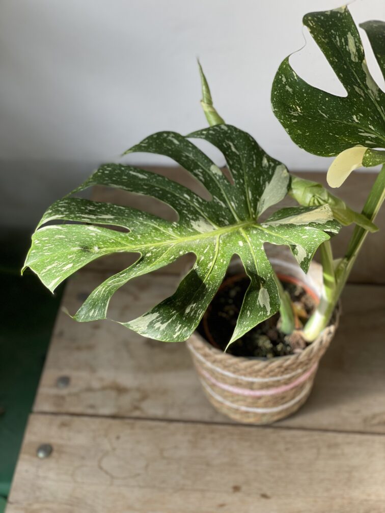 Zdjęcie rosliny doniczkowej Monstera Thai Constellation, ujęcie 3