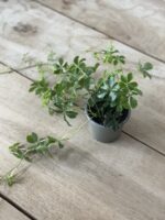Zdjęcie rosliny doniczkowej Parthenocissus Inserta Verona Vein, ujęcie 2