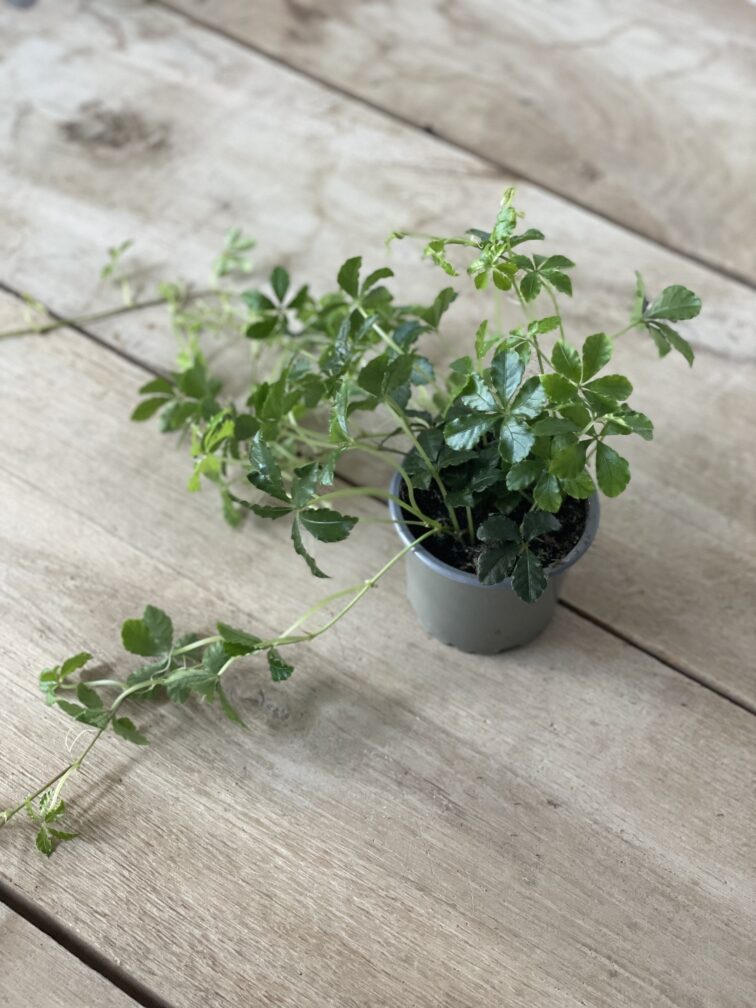 Zdjęcie rosliny doniczkowej Parthenocissus Inserta Verona Vein, ujęcie 2