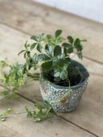 Zdjęcie rosliny doniczkowej Parthenocissus Inserta Verona Vein, ujęcie 3