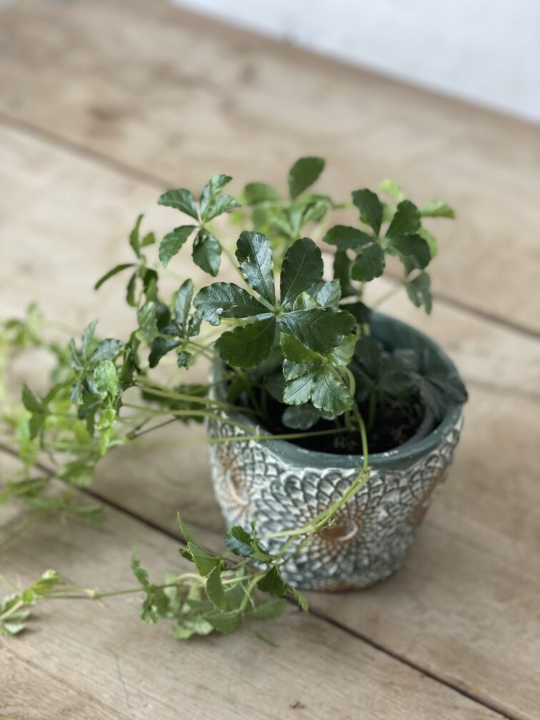 Zdjęcie rosliny doniczkowej Parthenocissus Inserta Verona Vein, ujęcie 3
