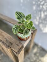 Zdjęcie rosliny doniczkowej Peperomia caperata Amazonas, ujęcie 1